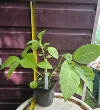 Brugmansia plant charles for sale  ABERAERON