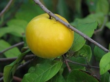 Araza (Eugenia stipitata)-3 estacas frescas, sem raízes, para enraizamento ou enxerto comprar usado  Enviando para Brazil