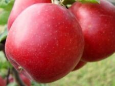 Apfelbaum katja katy gebraucht kaufen  Essen