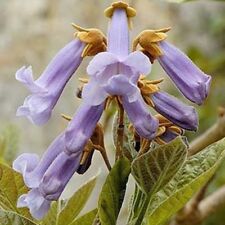 Beautiful paulownia tree for sale  Jacksonville