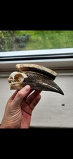 Real bird skull for sale  SUTTON