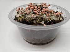 Pink earth lichen for sale  Mount Vernon