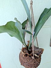 Staghorn fern hanging for sale  Lakeland