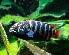 Zebra acara dwarf for sale  Miami