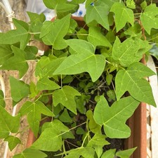 Papaya piantine cm usato  Sant Agata di Militello
