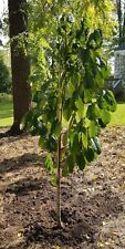 dwarf organic tree for sale dwarf organic tree for sale Corydon