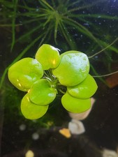Aquarium teich froschbiss gebraucht kaufen  Brachttal