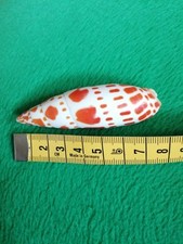 Gefleckte schraubenschnecke me gebraucht kaufen  Rangendingen