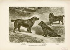 Field spaniel group for sale Field spaniel group for sale  COLEFORD