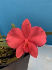 Sophronitis wild fire for sale  San Francisco