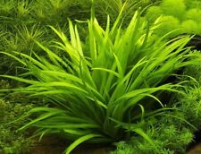 Dwarf amazon sword for sale  DRONFIELD