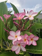 Pink white yellow for sale  Vero Beach