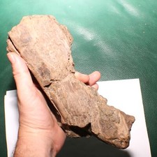 Triceratops rib attached for sale  Scottsdale