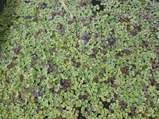 100 salvinia auriculata gebraucht kaufen 100 salvinia auriculata gebraucht kaufen  Herzogenaurach