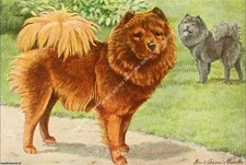 Print book dogs for sale  SHREWSBURY