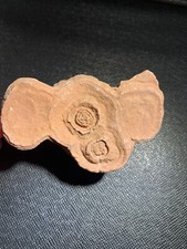 Fossil stromatoliths d'occasion  Expédié en Belgium