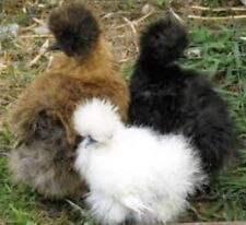 Silkie bantam hatching for sale  Asheboro