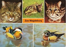 C052 ansichtskarte magdeburg gebraucht kaufen  Zschopau