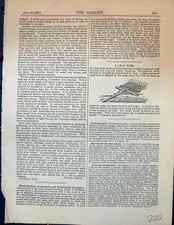 Original old antique for sale  UK