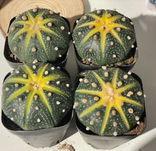 4cm 5.5cm astrophytum for sale 4cm 5.5cm astrophytum for sale  BIRMINGHAM