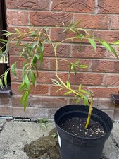 weeping willow for sale weeping willow for sale STONE