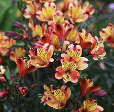 Alstroemeria indian summer for sale  BECCLES