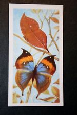 Asian leaf butterfly for sale  DERBY