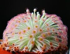 Drosera derbyensis semi usato  Italia