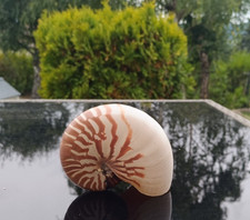 Gros coquillage nautile d'occasion  Monistrol-sur-Loire