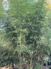 Live phyllostachys vivax for sale  Starke