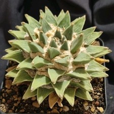 Ariocarpus scapharostroides ex usato  Baranzate