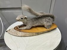 Squirrel log wall for sale  BLACKBURN