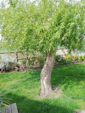 Weeping willow tree for sale  DOWNHAM MARKET