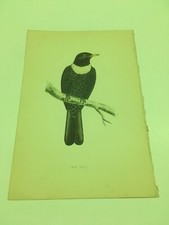 Stampe antiche uccelli usato  Brindisi