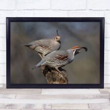 Wildlife wild nature for sale  UK