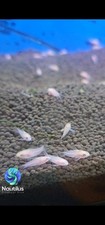 Albino pygmy cory for sale  Lakewood