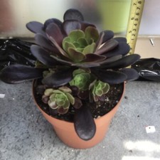 Aeonium black rose for sale  UK
