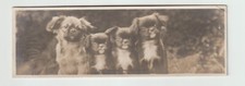 pekingese puppies for sale pekingese puppies for sale CHRISTCHURCH