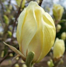 Magnolia plant rare for sale  UK