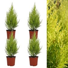 Cupressus wilma goldcrest for sale  GLASGOW