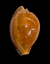 Shell cypraea guttata d'occasion  Expédié en Belgium