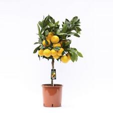 Satsuma mandarino citrus usato  Spedire a Italy