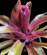 Neoregelia bird rock for sale  San Juan