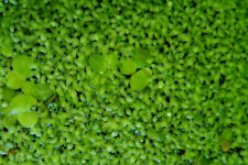 Lentilles eau 20x20 d'occasion  Andrézieux-Bouthéon