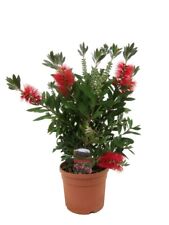 Callistemone callistemon leavi usato  Valmacca