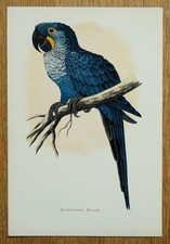 Antique parrot print for sale  SHREWSBURY