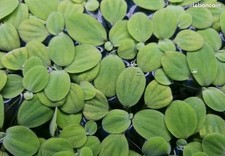 Lots pistia stratiotes d'occasion  France