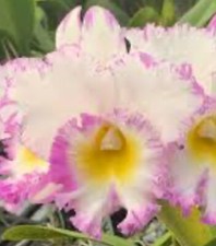 Rlc. mahina yahiro for sale  Boynton Beach