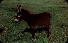 Burro colorado vintage for sale  Sandusky