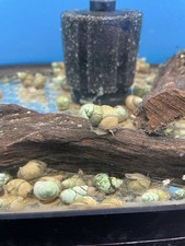 Japanese live trapdoor for sale  Hialeah